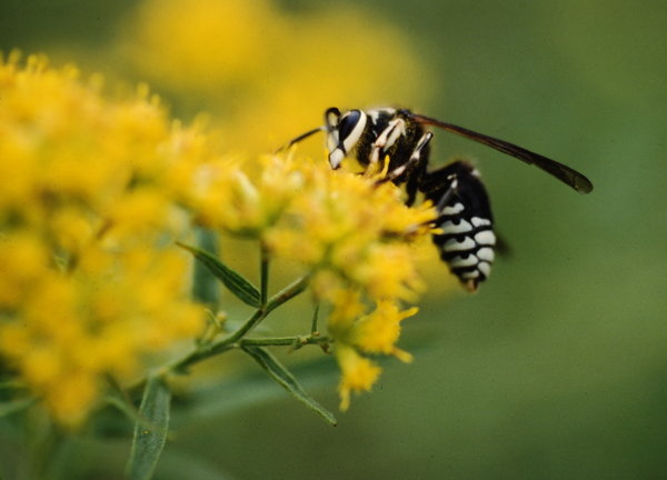 Hornet on the flower