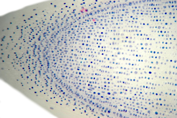 Onion - microscopic view 2