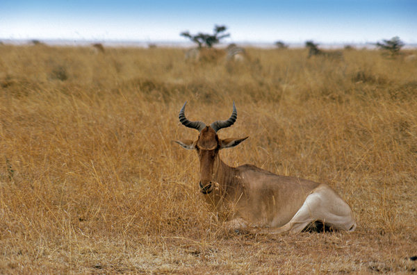 Gazella in Serengeti National 