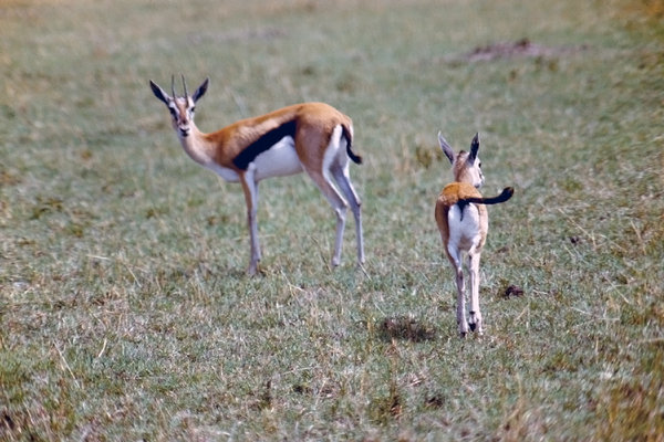 Gazella in Serengeti National 