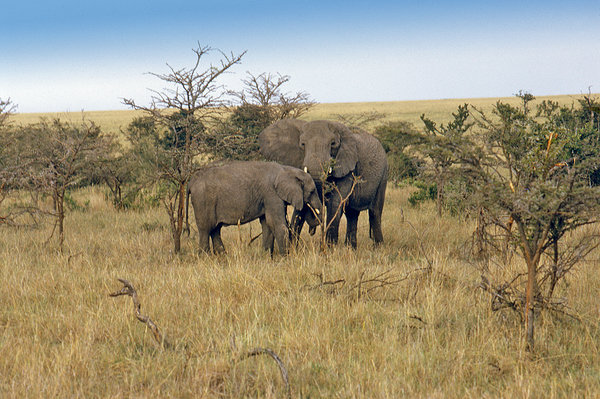 Elephant in Serengeti National