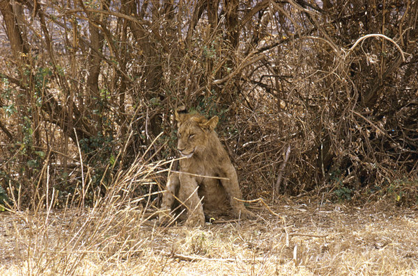 Lion in Ngorongoro crater -Afr