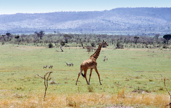 African landscape with wild gi