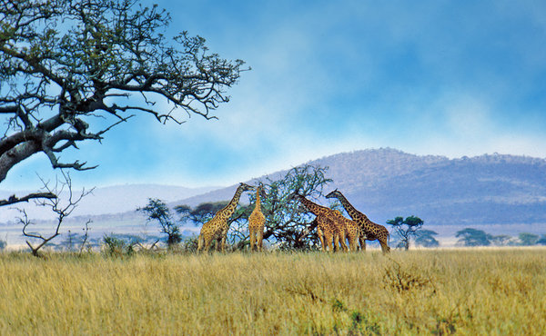 Paisagem africano com 5 selvagem: 