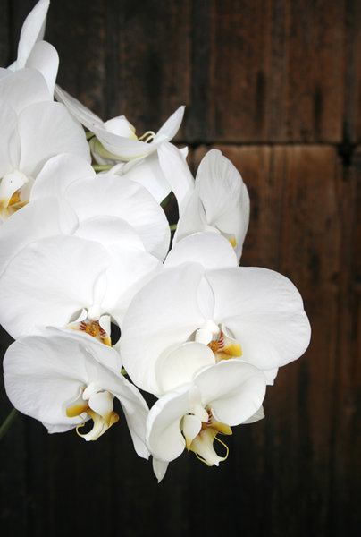 Orchid pleasure: Delicate flowers