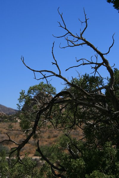Josua tree National Park