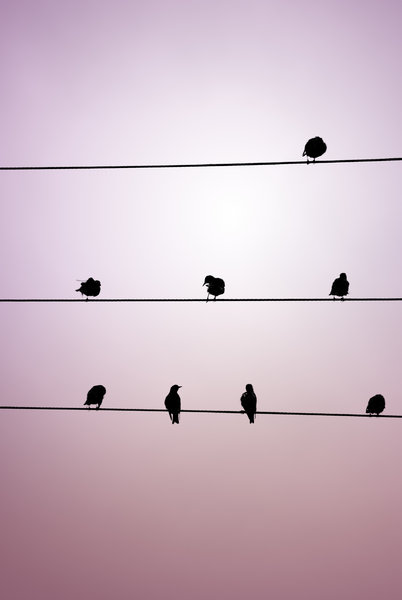 birds & wires