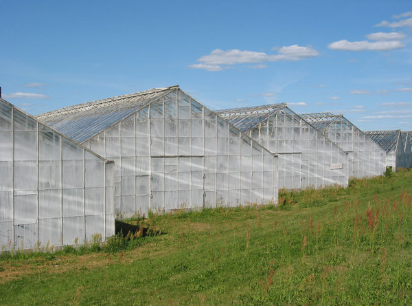 greenhouse 1: Location:Ringsjön,Skåne- ,SwedenDate: 2006-07-15
