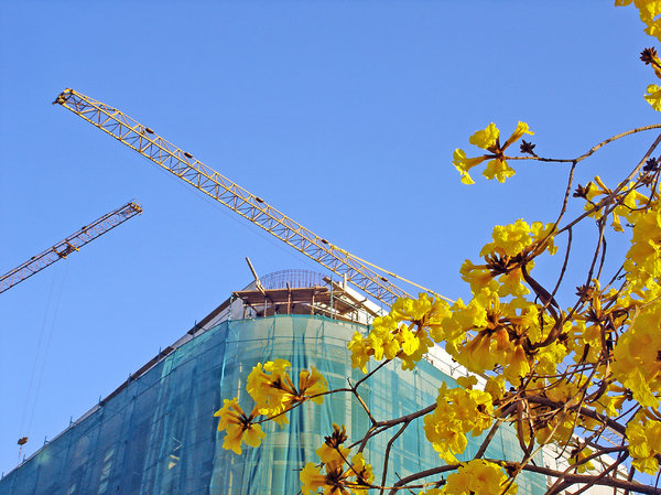 Construction in bloom