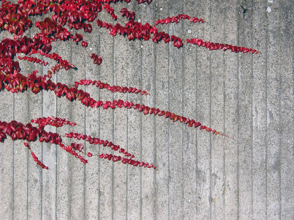 wall and plant texture