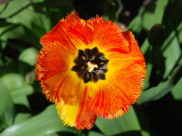 Fringed Tulip 1