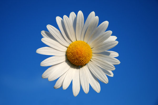 Daisy 1: Oxeye Daisy.Also see:http://www.sxc.hu/photo/8 ..andhttp://www.sxc.hu/photo/8 ..