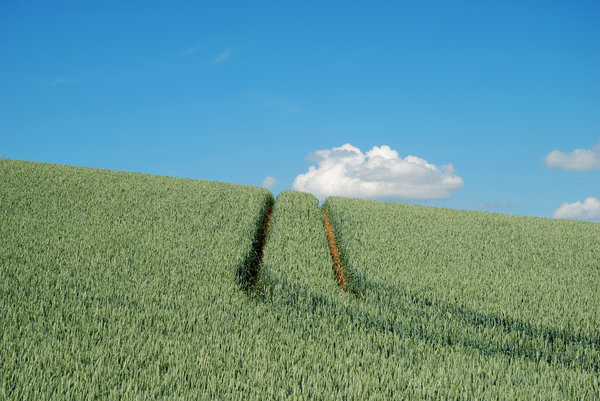 Wheat field series 2