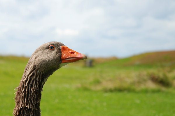 Geese 3