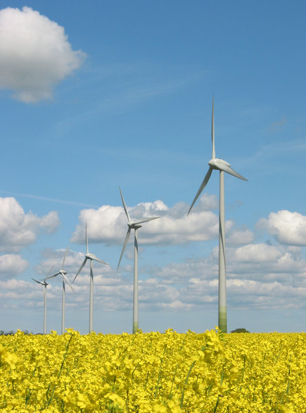 windmills and yellow field