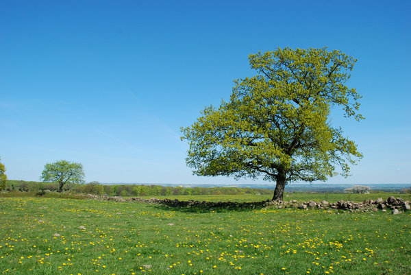 Solitary Tree: Solitary tree in open lanscape, typical for the southern part of Sweden.