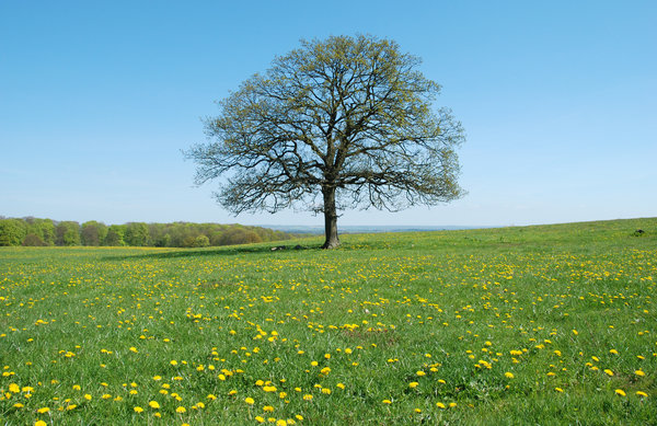 Solitary Tree May: A revisit to the solitary tree near the village Dalby, Skåne, Sweden.Same tree, all seasons:http://www.sxc.hu/photo/8 ..http://www.sxc.hu/photo/8 ..http://www.sxc.hu/photo/7 ..http://www.sxc.hu/photo/1 ..http://www.sxc.hu/photo/1 ..