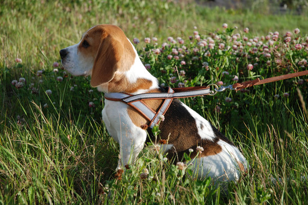 Beagle Watch
