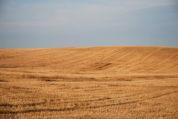 Harvested Field 3