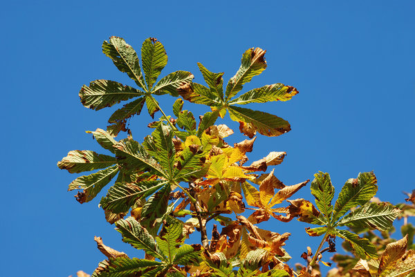 Chestnut Autumn Leaves