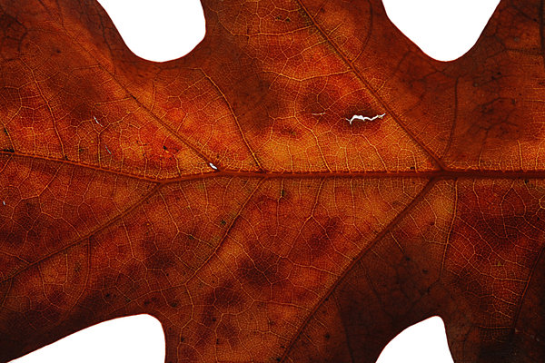 Dried Leaf Texture