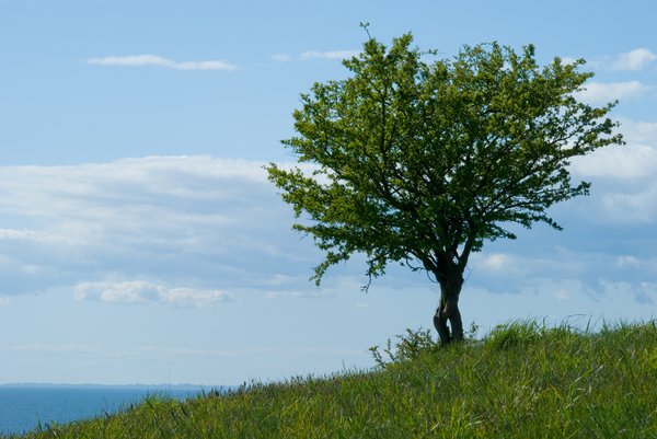 Tree on Green Hills