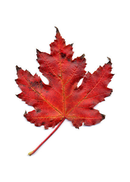 autumn leaf 3: autumn leaves, clipping paths included.