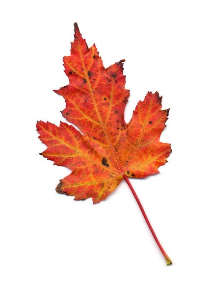 autumn leaf 5: autumn leaves, clipping paths included.