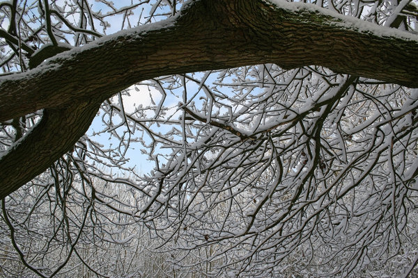 Snowy branches