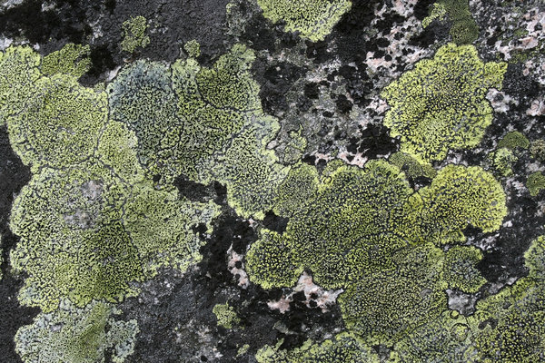 Norwegian lichens