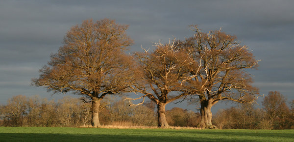 Three oaks