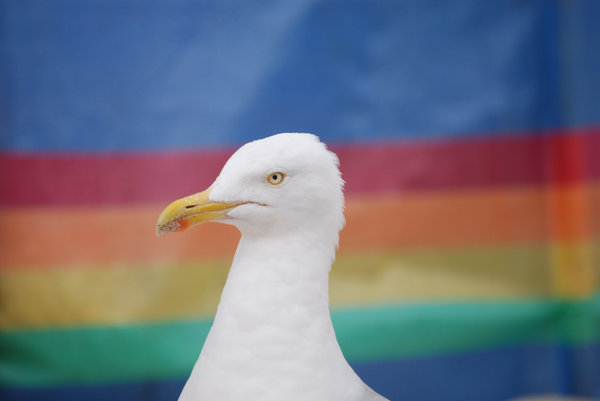 rainbow gull