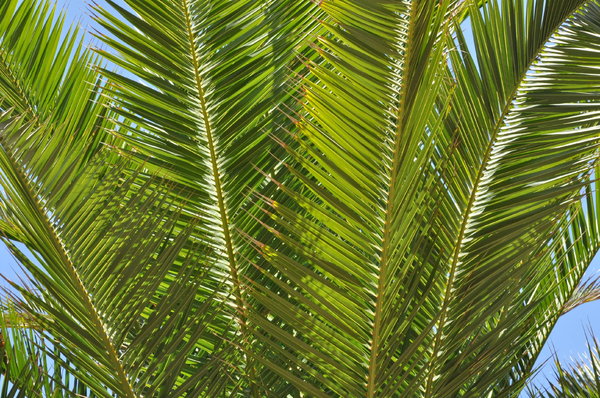 Palm leaves: Palm leaves