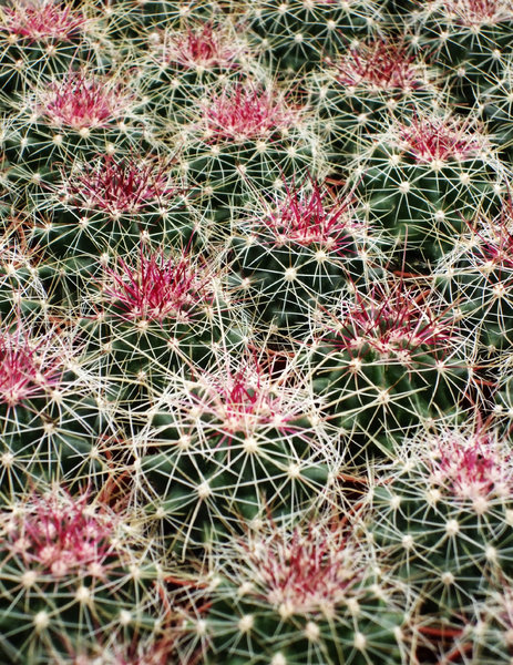 Cactus texture: Cactus texture