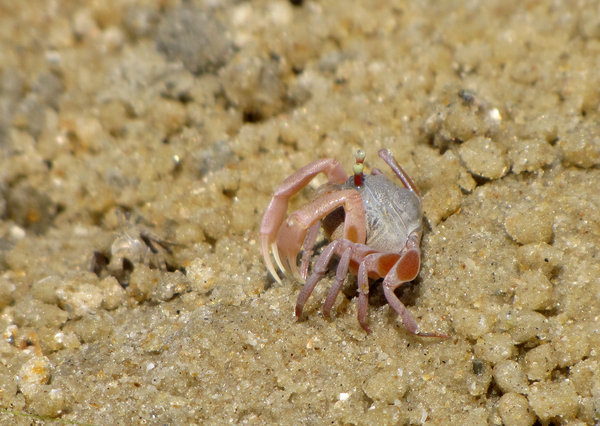 Sand bubbler crabs