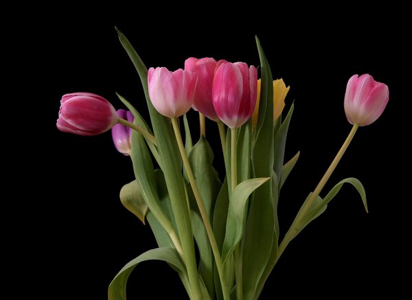 Tulips: Tulips isolated with dark background