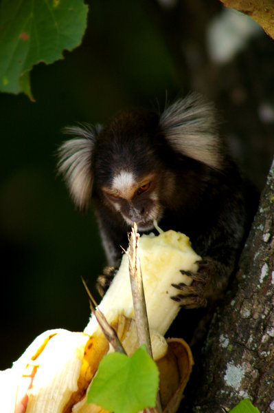 monkey, brasil