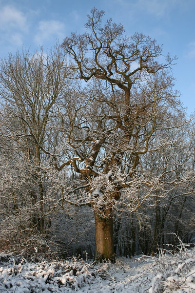 Snowy oak
