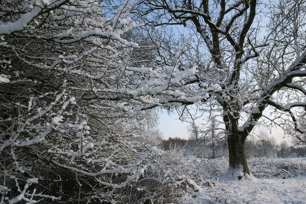 Snowy hedge