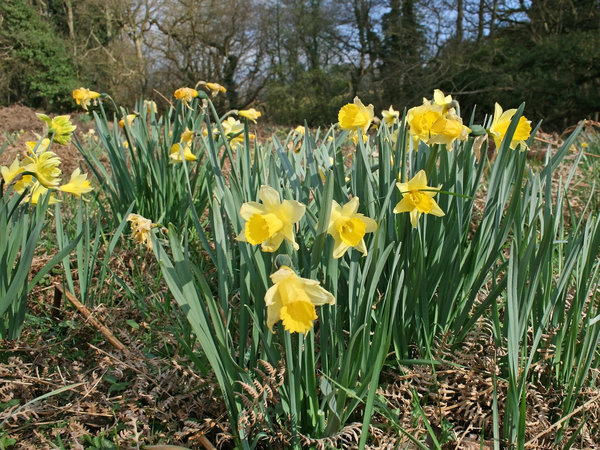 Wild daffodils