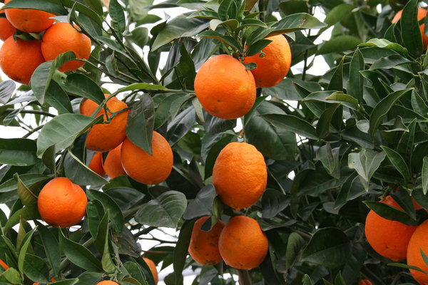 Naranjas: 