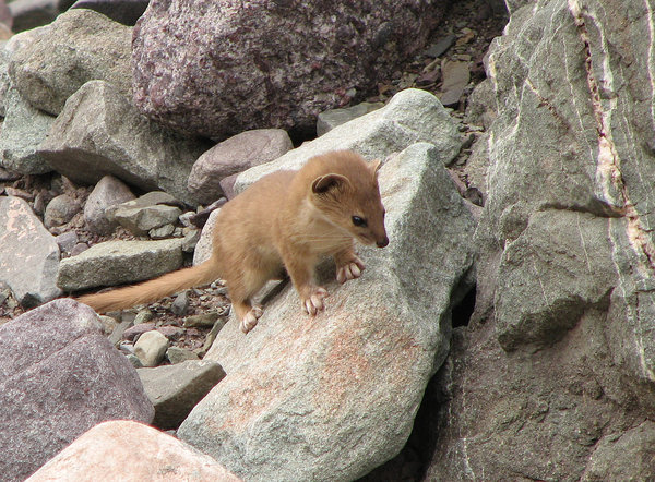Mountain Weasel