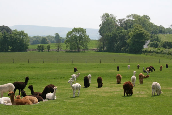 Alpaca stud farm
