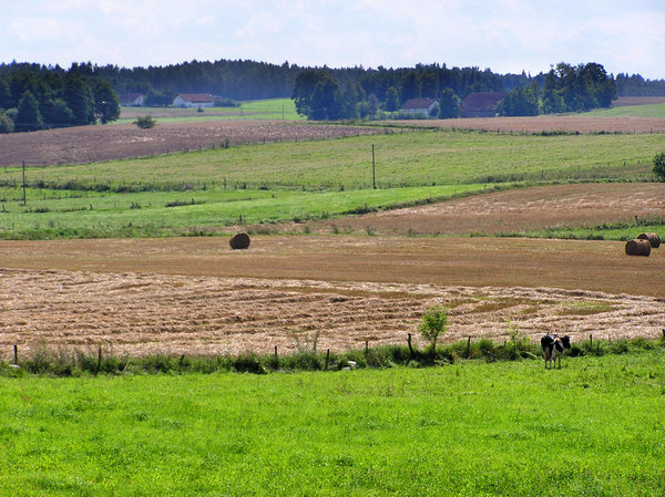 Fields near Jeziorowskie