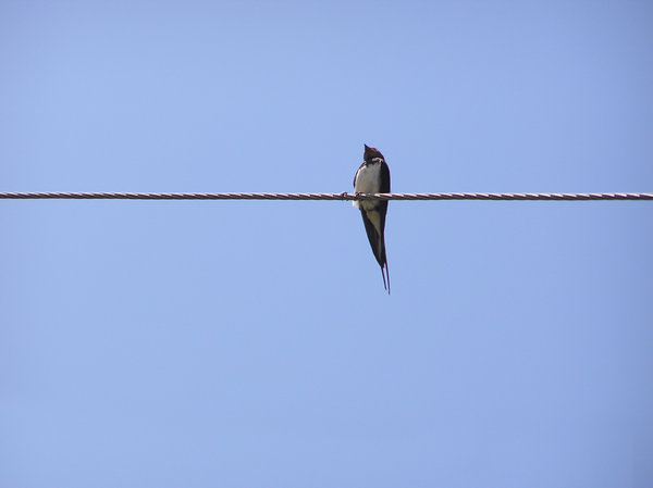 Bird on a wire