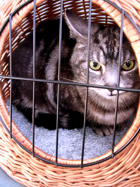 Cat in basket: George waiting for his appointment at the vet and not impressed with me taking advantage of his unfortunate situation.