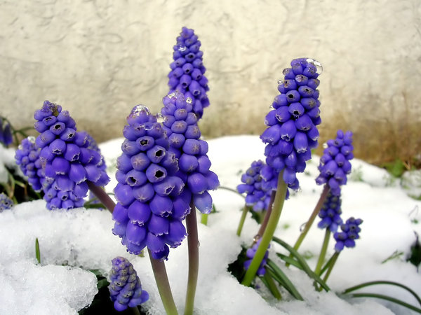 Grape Hyacinth in Snow: 