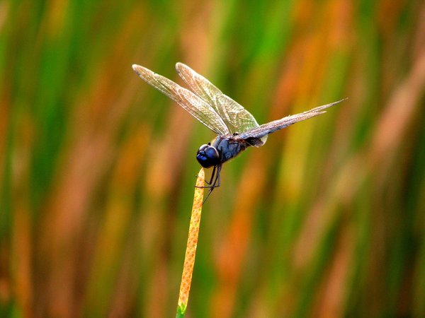 Dragonfly_Snacking