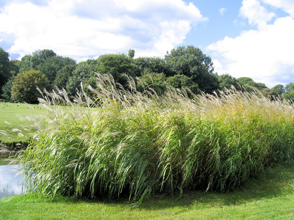 reed bush in a park: reed bush in a park