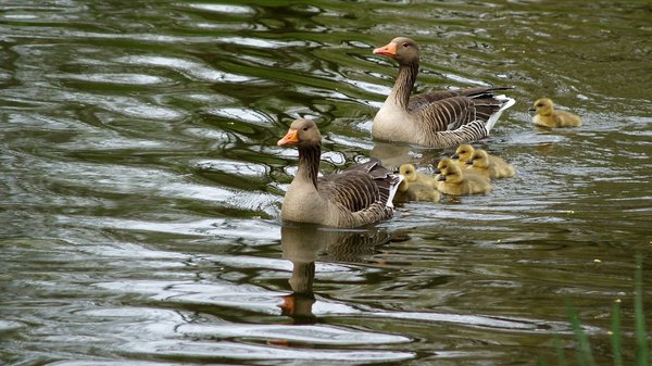 Meet the Geese family 2